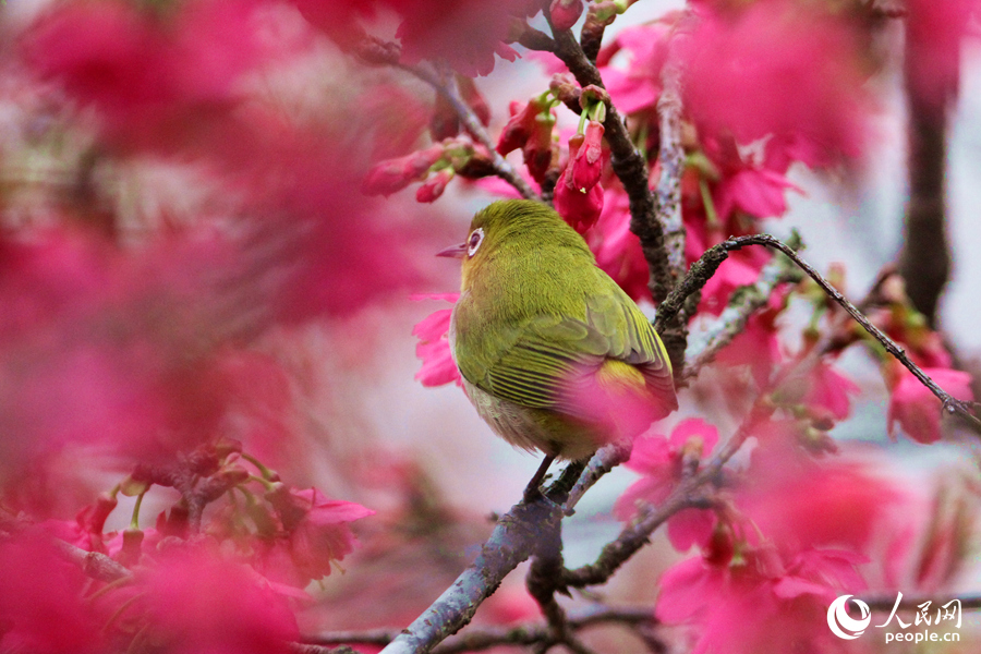 胖乎乎的暗綠繡眼鳥(niǎo)在櫻花樹(shù)上覓食。人民網(wǎng) 陳博攝