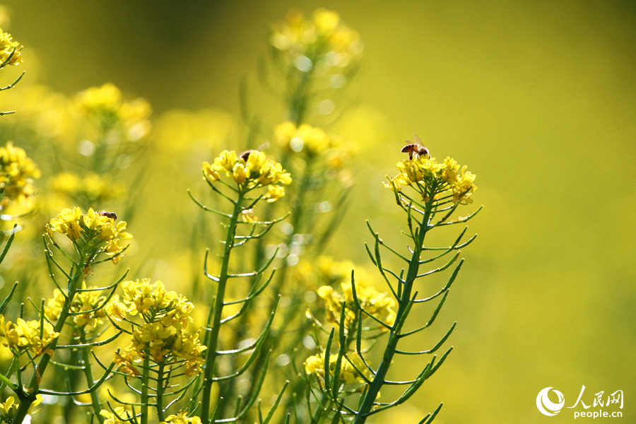 廈門(mén)市同安區(qū)蓮花鎮(zhèn)的油菜花盛開(kāi)成海，淡淡花香隨風(fēng)飄散，沁人心脾。人民網(wǎng) 陳博攝