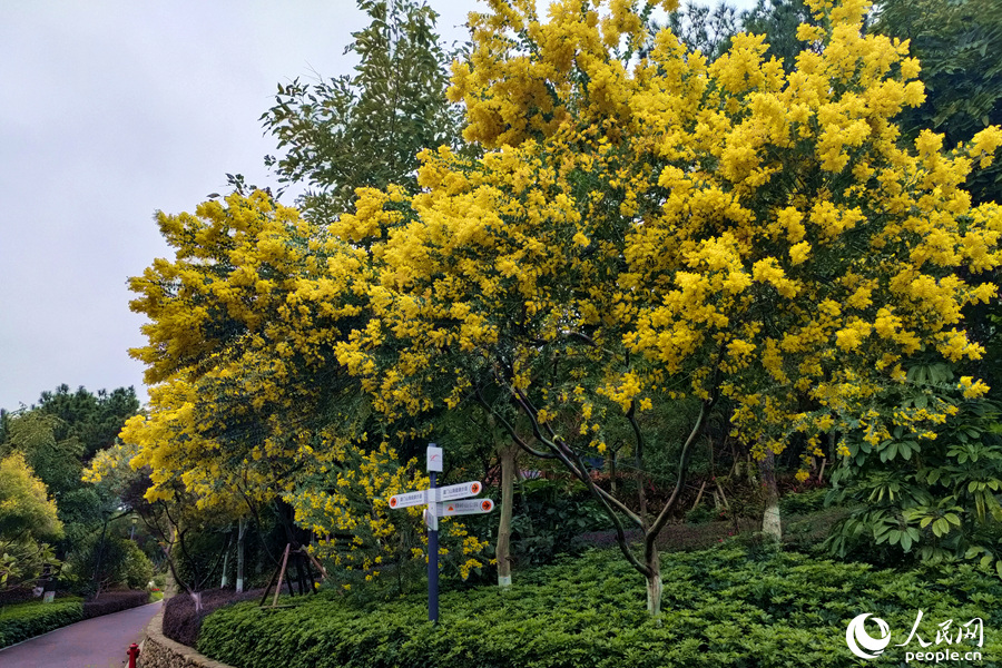 廈門(mén)市湖里區(qū)薛嶺山公園內(nèi)金合歡滿(mǎn)樹(shù)黃花。人民網(wǎng) 陳博攝