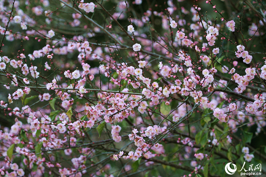 廈門(mén)市園林植物園梅花綴滿(mǎn)枝頭。人民網(wǎng) 陳博攝