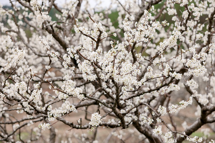 素白的李花掛滿枝頭，繪就一幅春日“雪景圖”。黃尉峰攝