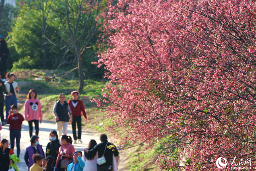 正當(dāng)踏春賞花好時(shí)節(jié)，鰲冠村的櫻花林迎來不少市民游客。人民網(wǎng) 陳博攝