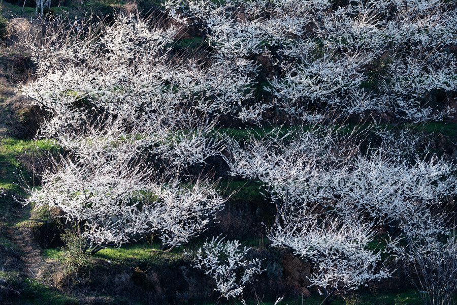 潔白花海宛若雪景，美如幻境。連城縣融媒體中心供圖