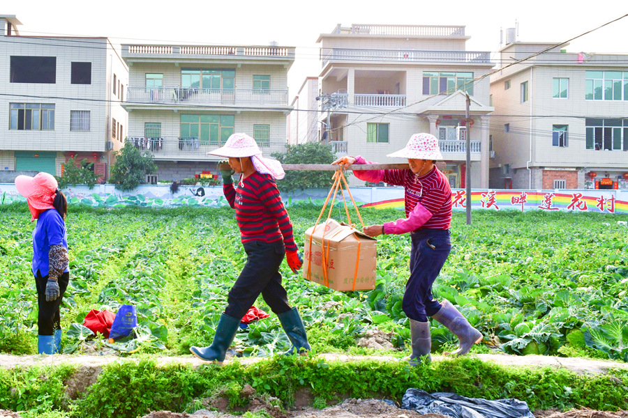 村民們挑著裝箱的土豆走在田壟上。夏海濱攝