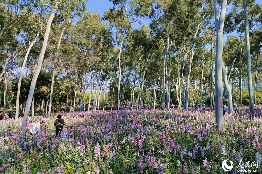 廈門市忠侖公園的紫羅蘭花海。人民網(wǎng) 陳博攝