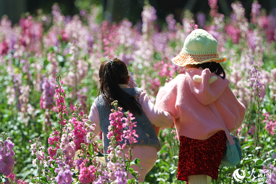 兩個小女孩在紫羅蘭花海間追逐。人民網(wǎng) 陳博攝