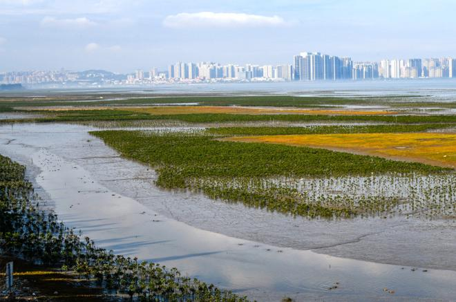 生態(tài)修復(fù)后的晉江市藍(lán)色海灣。黃海攝