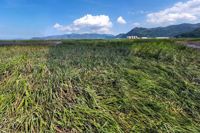 寧德市蕉城區(qū)沿海灘涂上生長的互花米草（資料圖）。黃海攝