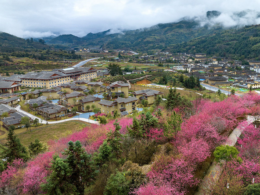 2.粉紅色櫻花與不遠(yuǎn)處土樓相襯，迷人耀眼。馮木波攝