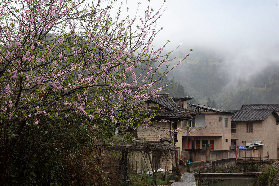 5.土樓春意濃濃花枝俏，正是踏青賞花好時(shí)節(jié)。馮木波攝