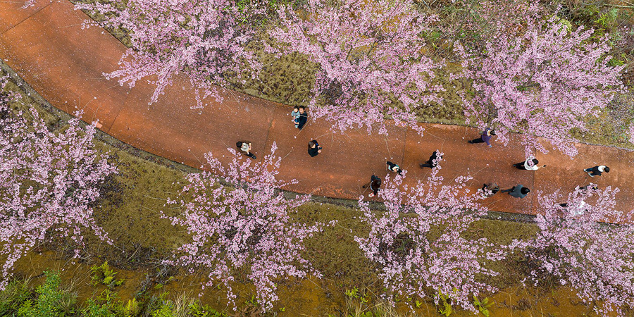 9.游客穿梭在櫻花中。馮木波攝