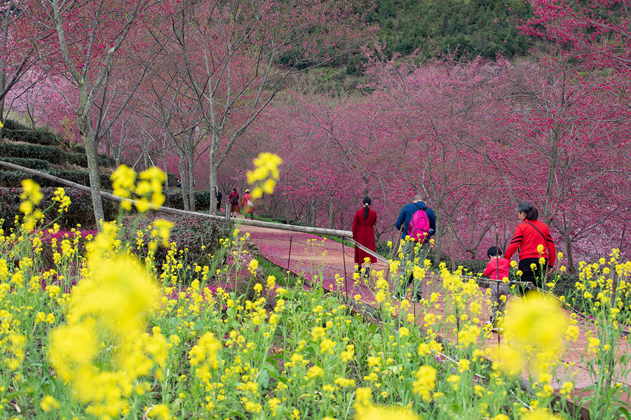 10.花開(kāi)正艷，引得游人醉。馮木波攝