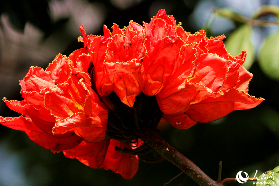 “鑲”著金邊的大紅花。人民網(wǎng) 陳博攝