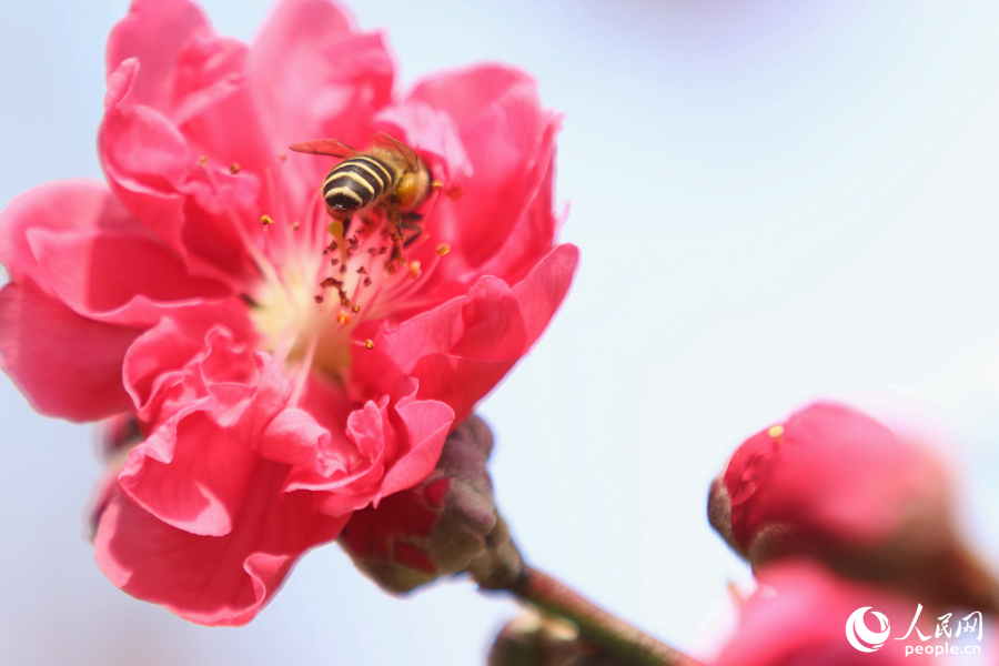 4.盛開的桃花散發(fā)出淡淡幽香，引得蜜蜂前來采蜜。人民網(wǎng) 陳博攝