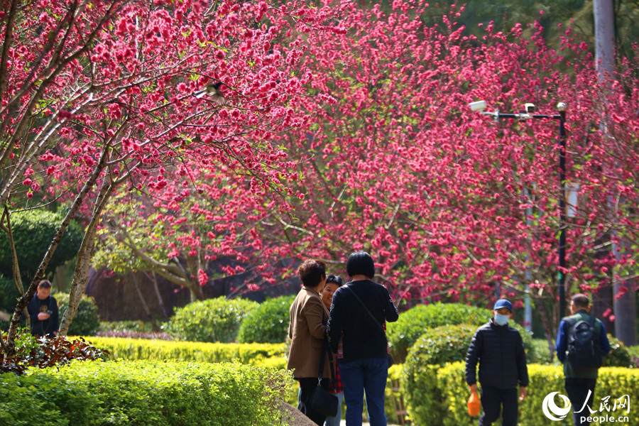 6.漫步桃園中的市民游客，滿眼盡是浪漫的粉紅。人民網(wǎng) 陳博攝