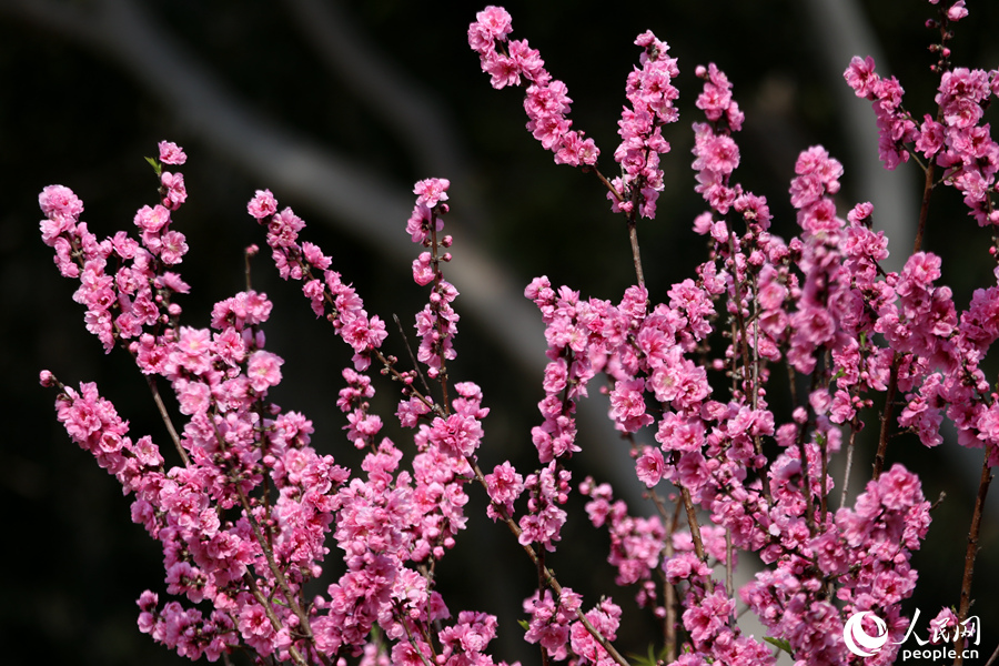 10.忠侖公園內(nèi)桃花成串綻放。人民網(wǎng) 陳博攝