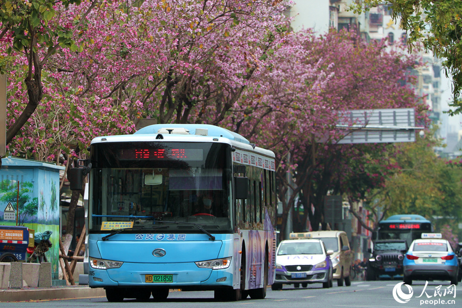 廈門禾祥西路繁花似錦，宮粉羊蹄甲花朵沿街盛放。人民網(wǎng) 陳博攝