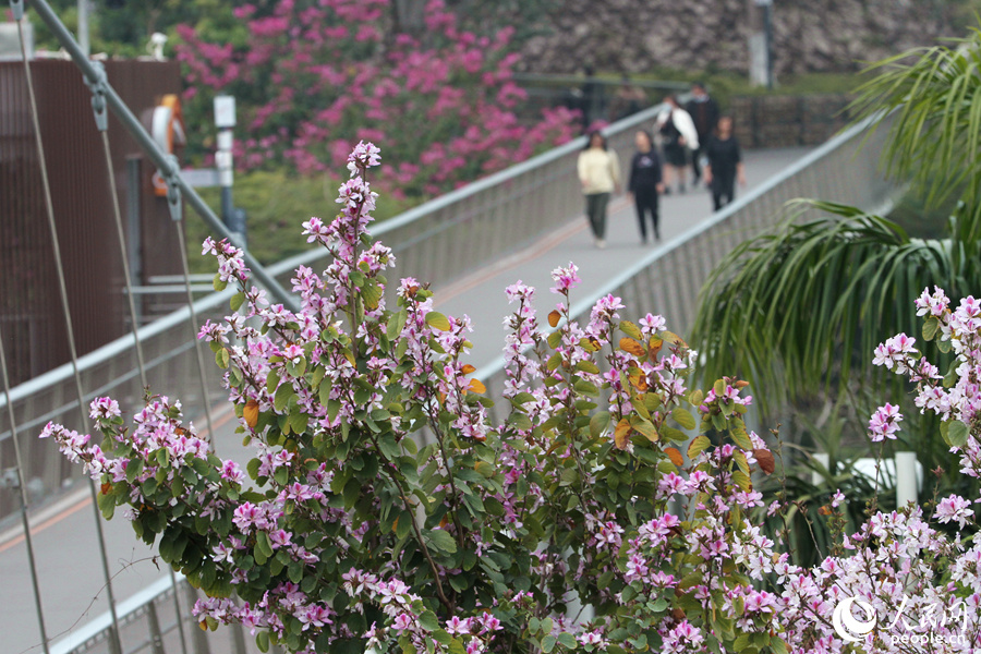 廈門山海健康步道旁，宮粉羊蹄甲花朵綴滿枝頭。人民網(wǎng) 陳博攝