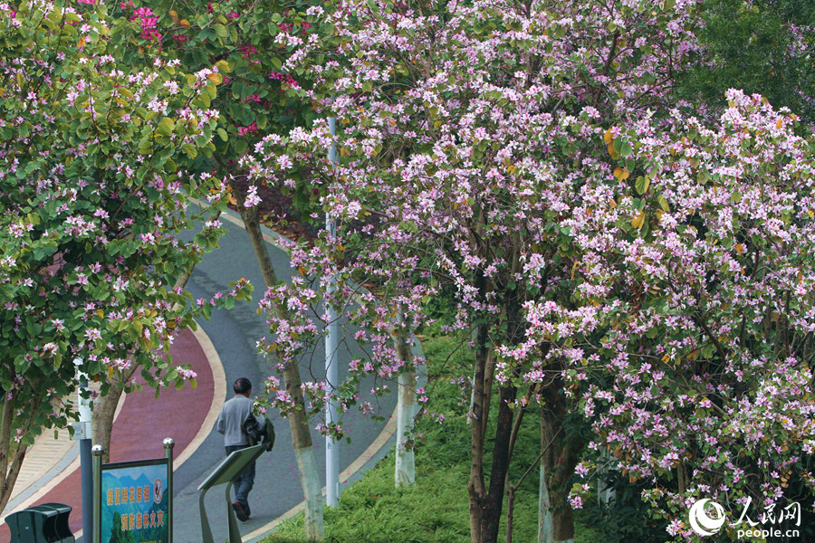 廈門虎頭山公園內(nèi)，上百株宮粉羊蹄甲競(jìng)相綻放。人民網(wǎng) 陳博攝