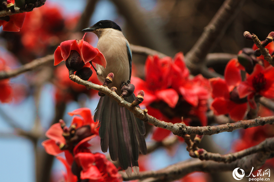 廈門南湖公園中，灰喜鵲在木棉枝頭梳理羽毛。人民網(wǎng) 陳博攝