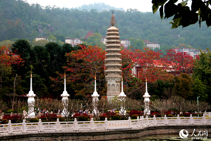 廈門南普陀景區(qū)里的木棉花盛開(kāi)，遠(yuǎn)觀似紅云浸染。人民網(wǎng) 陳博攝