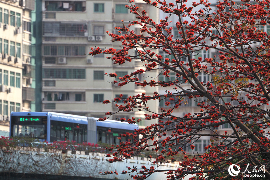 乘坐廈門BRT可在橋上一睹木棉滿樹繁花的景致。人民網(wǎng) 陳博攝