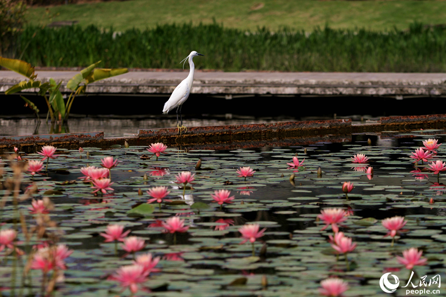 廈門海灣公園睡蓮競(jìng)相綻放，一只白鷺立于池畔向遠(yuǎn)眺望。人民網(wǎng) 陳博攝