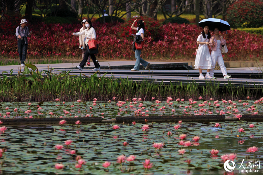 市民游客來到廈門海灣公園，漫步蓮塘邊賞花觀鳥。人民網(wǎng) 陳博攝