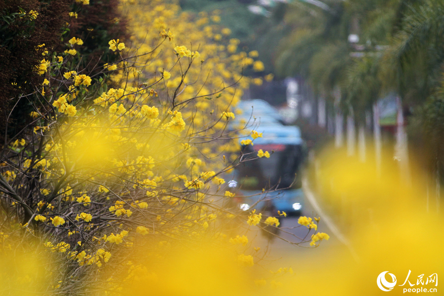 1.廈門湖濱西路，黃花風(fēng)鈴木花朵成片綻放。人民網(wǎng) 陳博攝