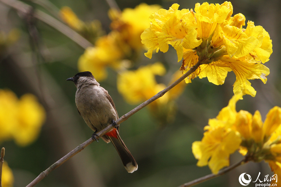 2.廈門南湖公園中，一只白喉紅臀鵯與黃花為伴，在枝頭眺望遠(yuǎn)方。人民網(wǎng) 陳博攝