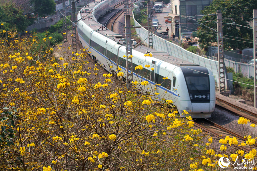 3.廈門枋湖客運(yùn)中心旁，列車穿過(guò)黃花風(fēng)鈴木花海。人民網(wǎng) 陳博攝