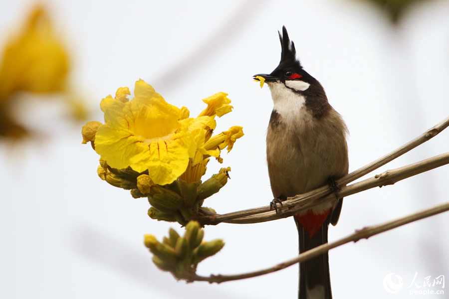 4.廈門海灣公園內(nèi)，一只紅耳鵯在黃花風(fēng)鈴木枝頭啄食花瓣。人民網(wǎng) 陳博攝