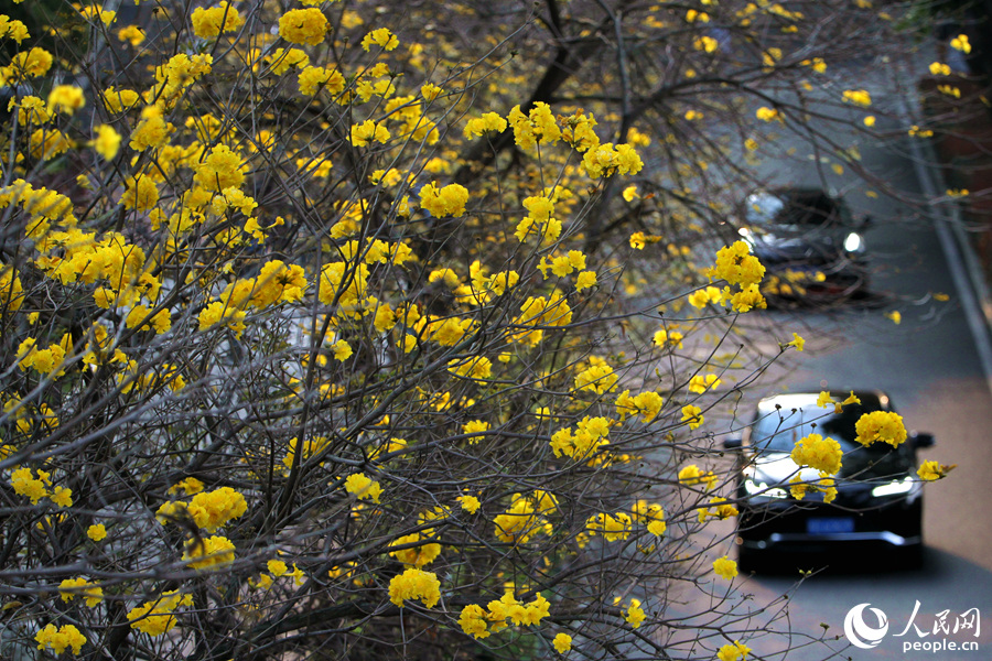 5.廈門東芳山莊BRT站旁，黃花風(fēng)鈴木花朵隨風(fēng)搖曳，仿佛在向過(guò)往的車輛招手。人民網(wǎng) 陳博攝