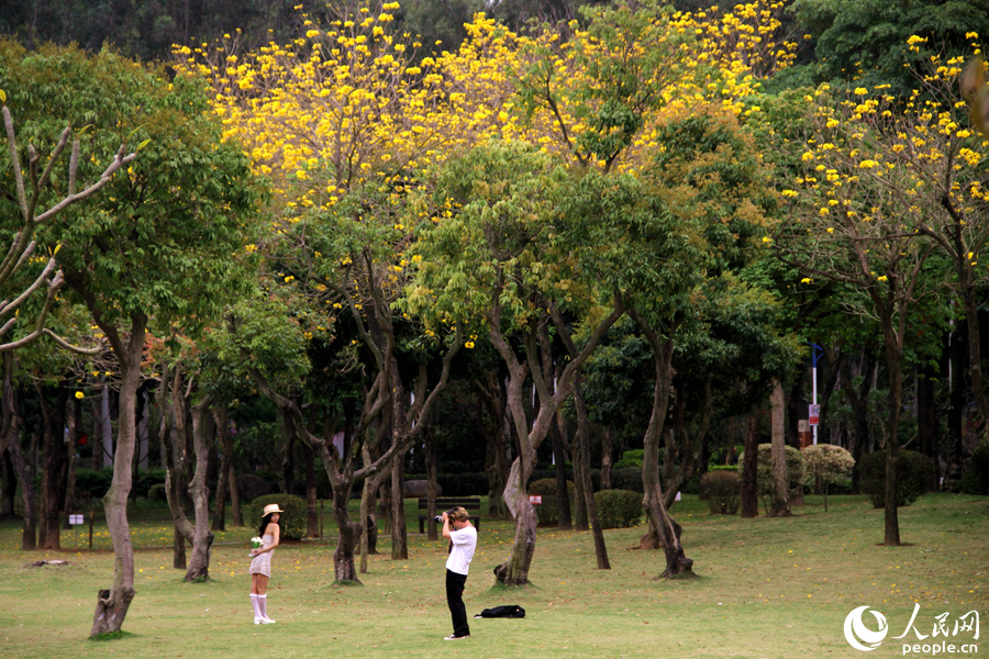 9.廈門忠侖公園草坪上，黃花風(fēng)鈴木與綠樹相映美如畫。人民網(wǎng) 陳博攝