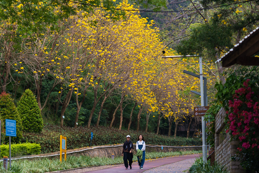 12.在廈門狐尾山公園，市民游客漫步黃花下。許秋珩攝