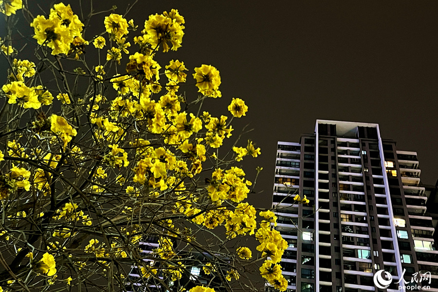 14.夜幕降臨，黃花風(fēng)鈴木花朵在燈光下依舊明艷。人民網(wǎng) 陳博攝