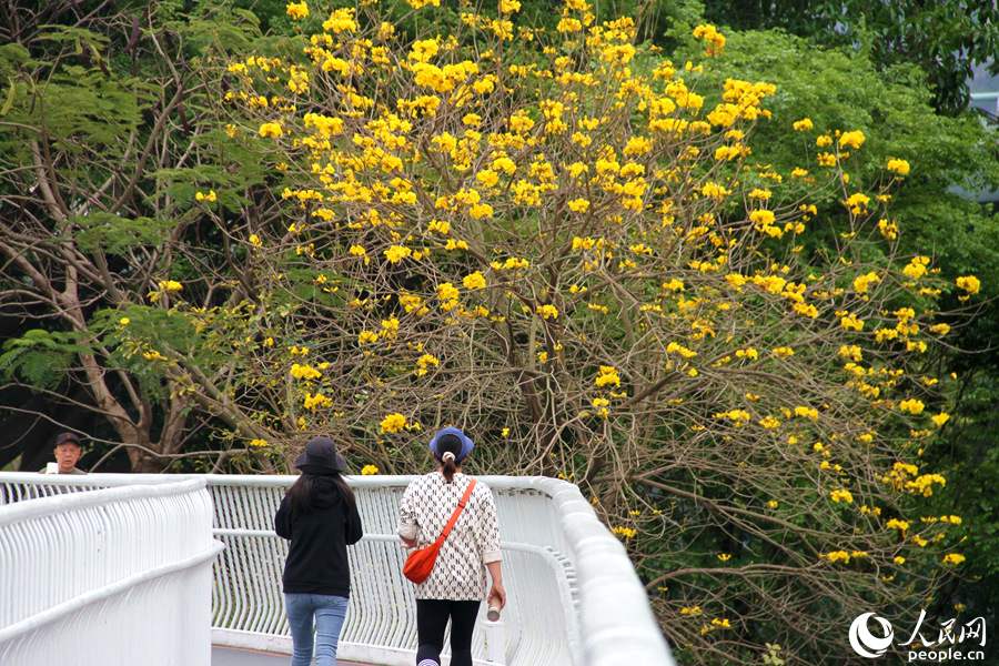 15.廈門山海健康步道旁的黃花風(fēng)鈴木，一樹繁花迷人眼。人民網(wǎng) 陳博攝