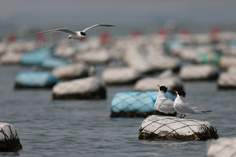 2、中華鳳頭燕鷗是國家一級保護(hù)動物，因極為罕見，蹤跡神秘，被譽(yù)為“神話之鳥”。每年清明前后的15天內(nèi)，中華鳳頭燕鷗都會來到圍頭灣“談情說愛”。肖書平攝