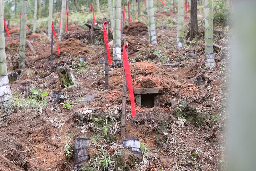 張山頭村后山的竹林中，長眠著1343位紅軍戰(zhàn)士。孫開彥攝