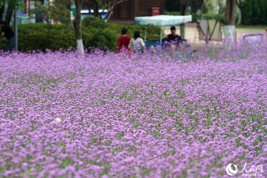 柳葉馬鞭草花朵連片綻放，頗為壯觀。人民網(wǎng) 陳博攝