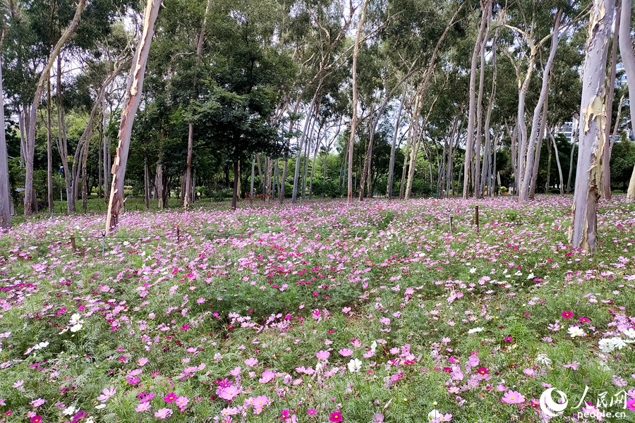 廈門忠侖公園波斯菊成片盛開。人民網(wǎng) 陳博攝