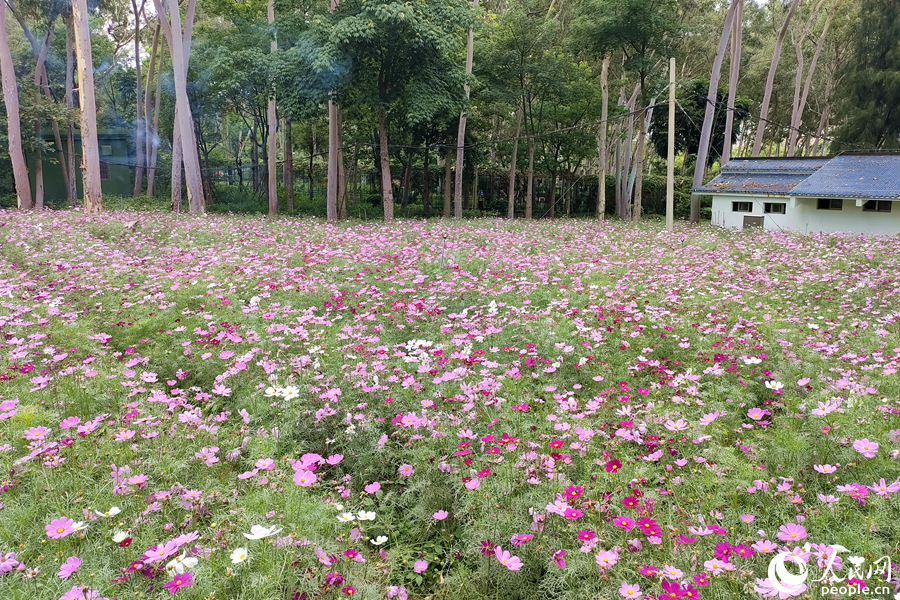 各種顏色的波斯菊在花田中交叉分布。人民網(wǎng) 陳博攝