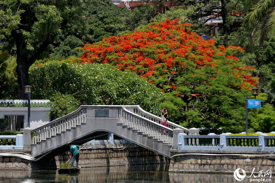 廈門中山公園內(nèi)，灼灼的紅、茂密的綠相映成趣。人民網(wǎng) 陳博攝