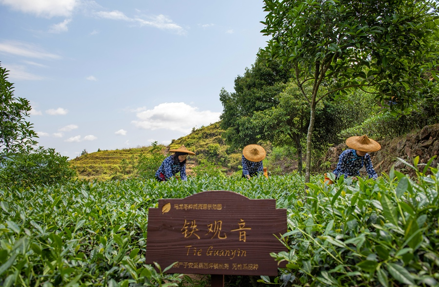 致力于茶園精細(xì)化管理，安溪縣持續(xù)推廣茶園種樹(shù)、梯壁留草、種草。安溪縣委宣傳部供圖