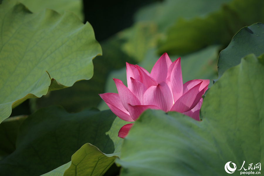 荷塘深處一枝花。人民網(wǎng) 陳博攝