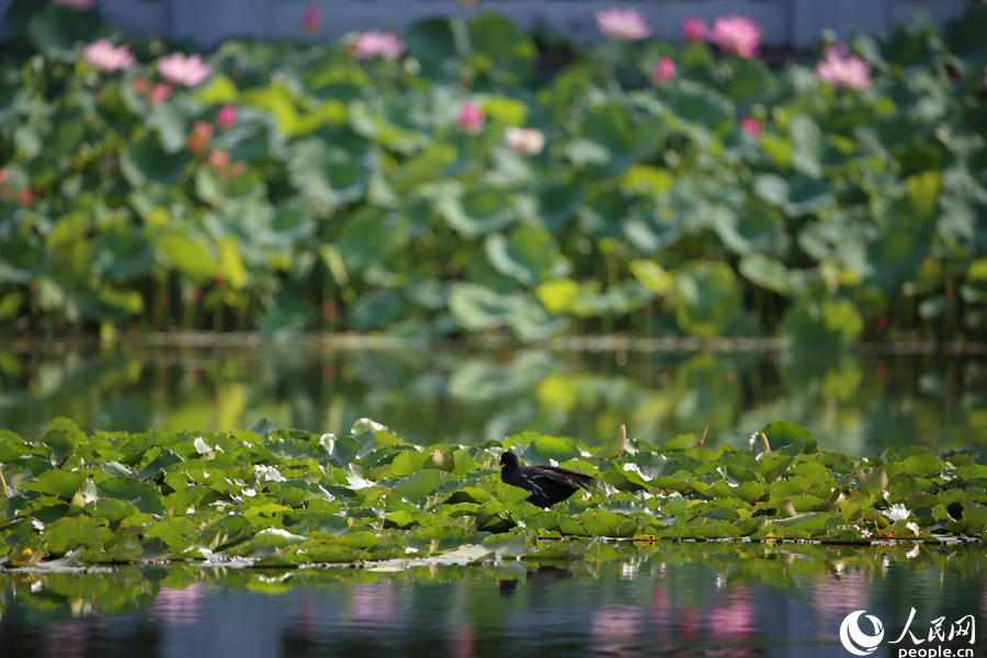 廈門中山公園荷花池中，黑水雞在荷葉上梳理羽毛。人民網(wǎng) 陳博攝