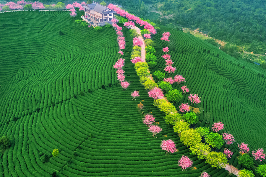 漳平永福櫻花茶園（資料圖）。陳秀容攝