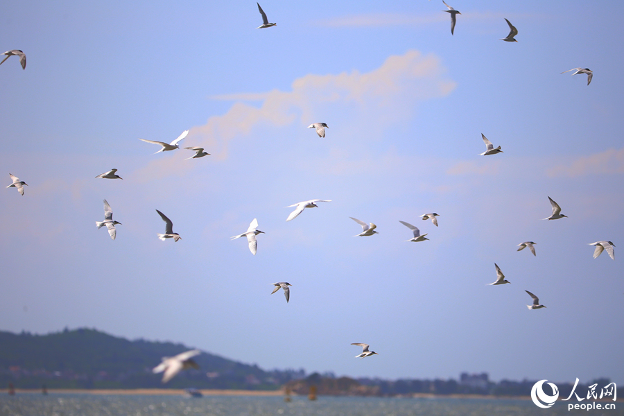 燕鷗鳥群在海面上覓食。人民網(wǎng) 陳博攝