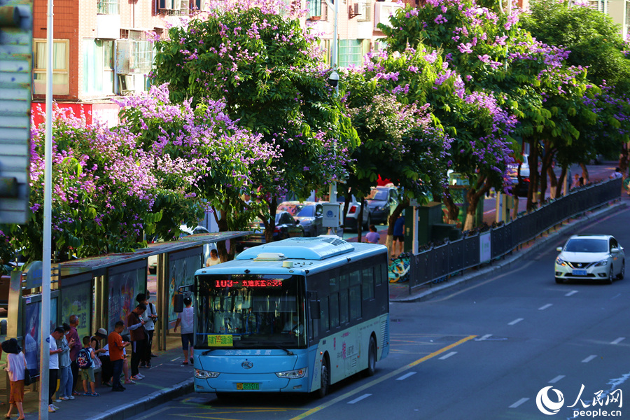 公交車駛過大花紫薇盛開的路口。人民網(wǎng) 陳博攝