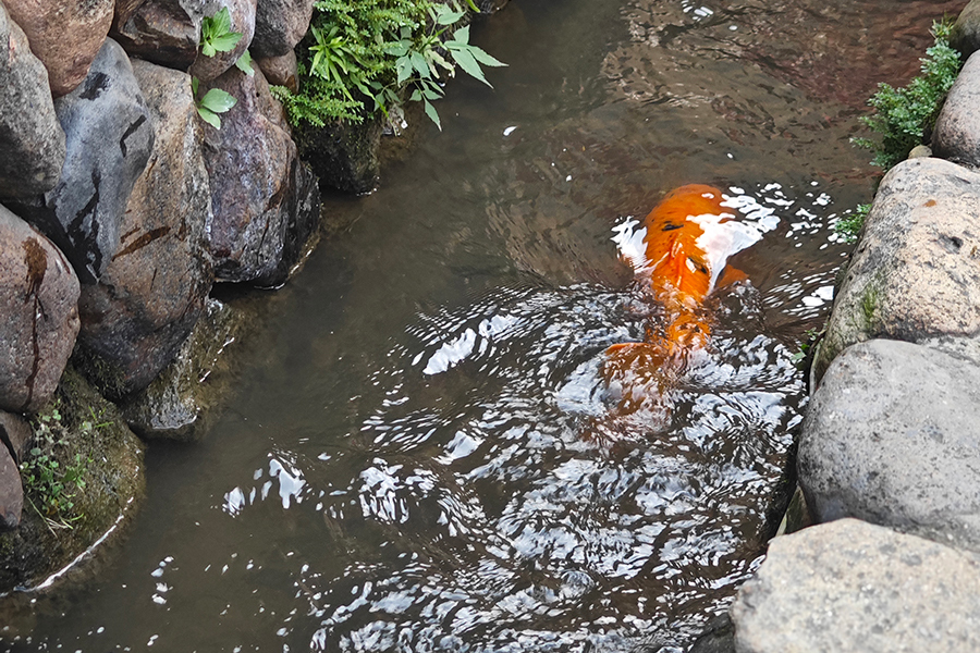 鯉魚(yú)從興賢古街街旁溝渠內(nèi)游過(guò)。黃東儀攝